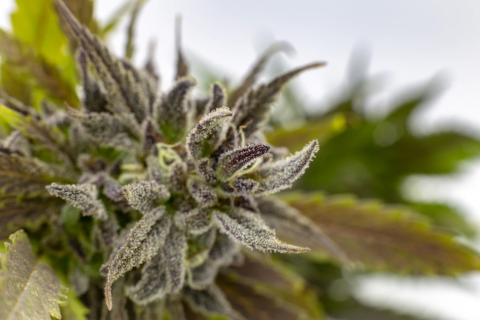 Macro shot of a frosty purple cannabis flower with visible trichomes, showing visual contrasts in hemp vs cannabis strains.