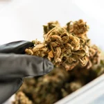 Cannabis Growing Supplies Checklist: Everything You Need to Start