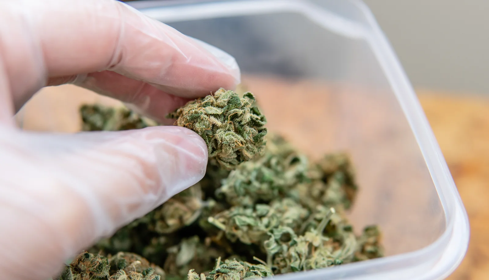 Close-up of a hand holding a cured cannabis bud, demonstrating how to cure cannabis for long-term storage and better smoking experience.
