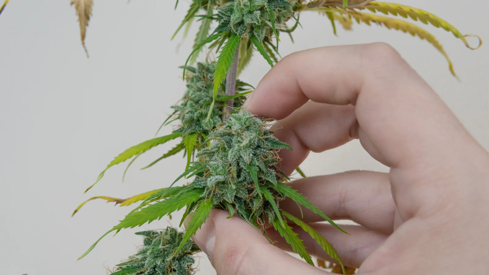 Hand examining a frosty cannabis bud with surrounding foliage, where some cannabis leaves are turning yellow as part of the plant’s maturation.