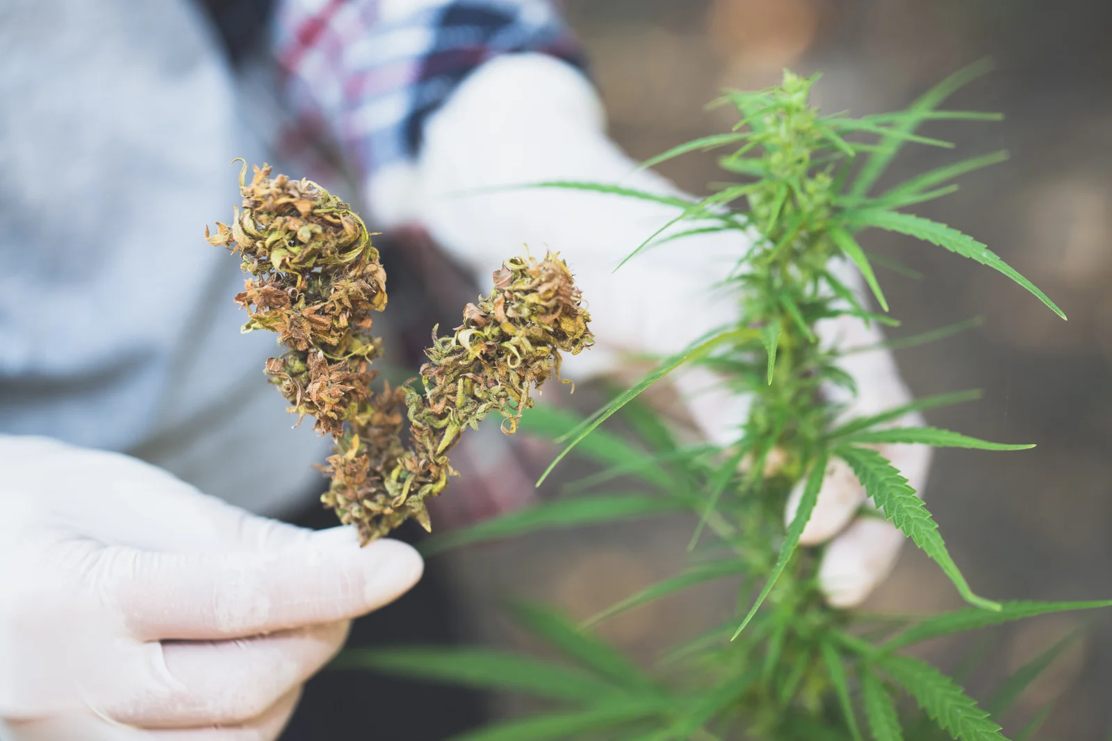 Person inspecting dried cannabis alongside fresh buds on the plant, showing the process of how to cure cannabis for quality results.