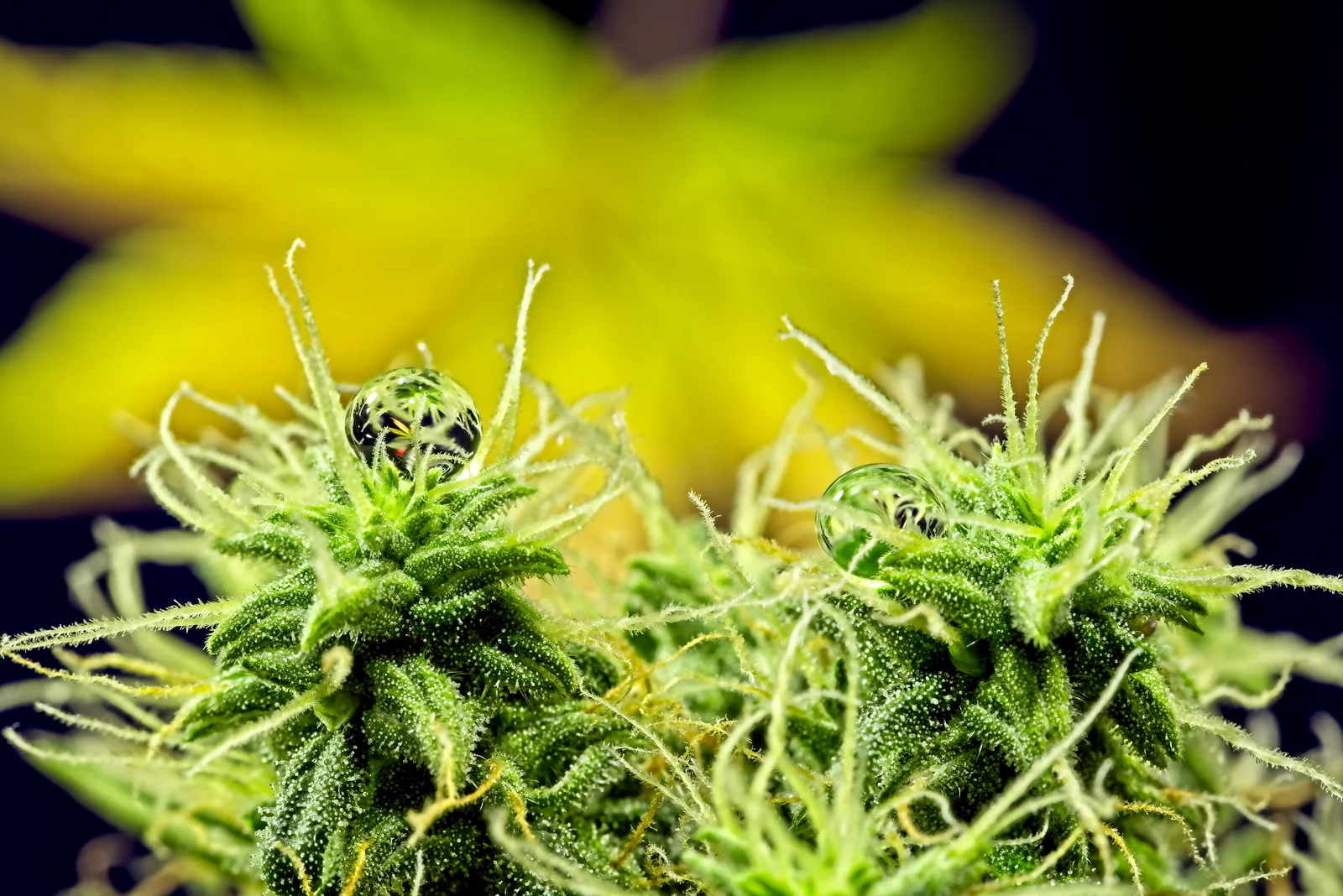 Close-up of mature cannabis buds covered in trichomes with water droplets reflecting leaf patterns, highlighting how plant growth regulators can influence flowering and resin production.