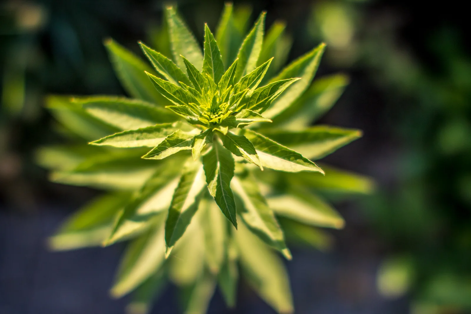 Close-up view of bright green cannabis leaves in natural light, highlighting structural differences in indica vs sativa plants.