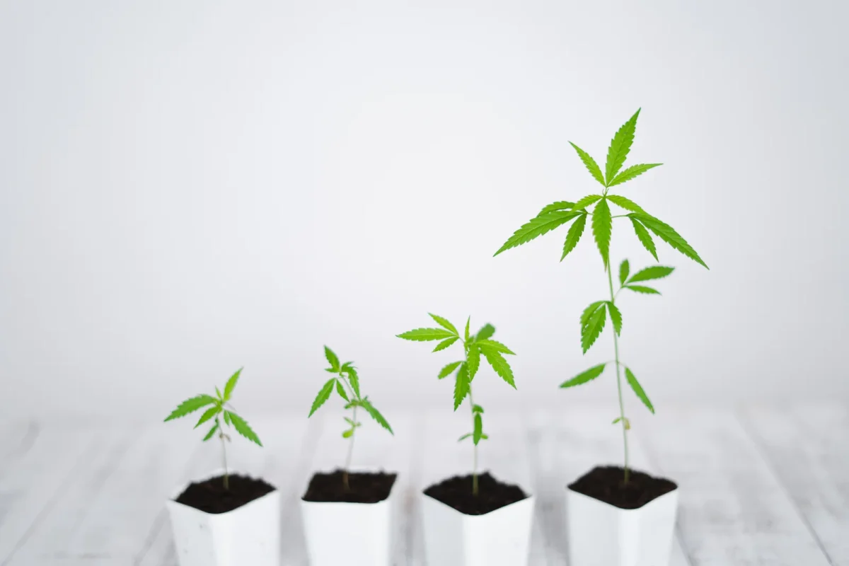 Four young cannabis plants in white pots at different stages of development, showing varying heights and leaf counts, illustrating the effects of plant growth regulators on early growth.