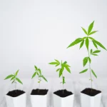 Cannabis Plant Growth Regulators: What Growers Need to Understand