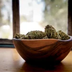 Cured Cannabis Explained: Why It Matters and How to Do It Right