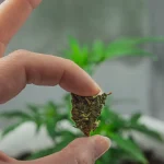 Hemp vs Cannabis: What’s the Real Difference Between These Plants?