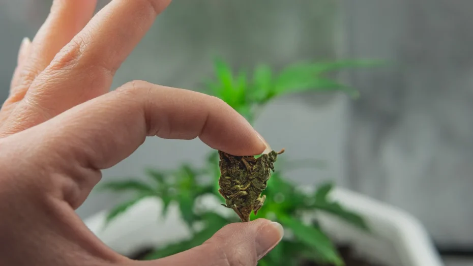 Close-up of a person holding a small dried bud between fingers, highlighting the debate of hemp vs cannabis in cultivation and usage.