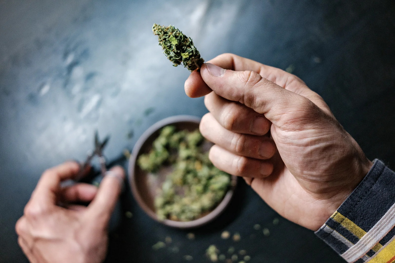 Hand holding a cured cannabis bud with trimming scissors and a bowl of buds in the background.