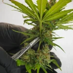 Cannabis Hardware Essentials: Devices Every Consumer Should Know