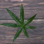 Leaves of Cannabis: Anatomy, Functions, and What to Look For