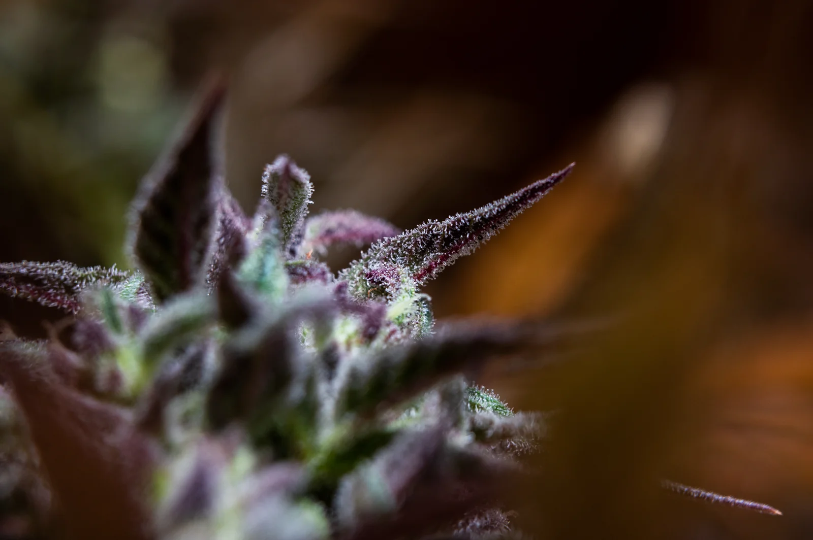 Close-up of purple cannabis flower covered in trichomes, showcasing the natural terpenes in cannabis that influence aroma and effects.