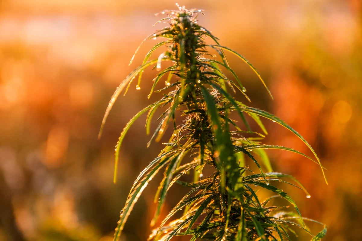 Close-up of a cannabis plant glistening with morning dew in golden sunlight, with early signs of cannabis leaves turning yellow on the edges.