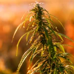 Cannabis Leaves Turning Yellow? Causes and Fixes You Should Know