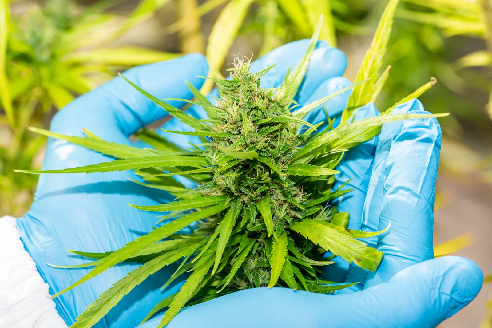 Gloved hands holding a fresh cannabis flower in a greenhouse, highlighting cannabis growing supplies for cultivation and high-quality harvest preparation.