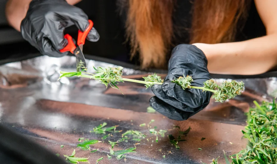 Gloved hands trimming fresh cannabis buds, an essential first step in learning how to cure cannabis properly for potency and flavor.