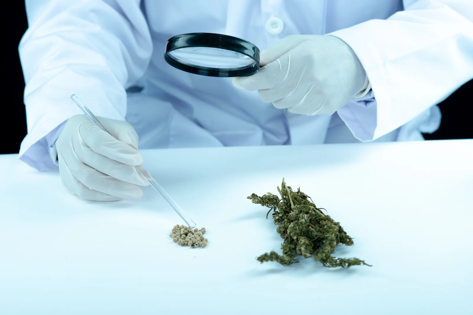 Scientist in lab coat and gloves examining cannabis seeds and dried buds with a magnifying glass, part of a quality control process before cloning cannabis.