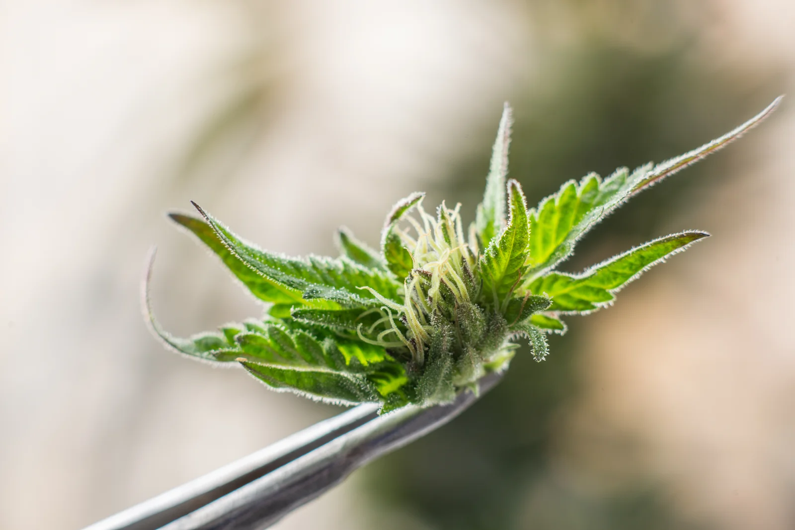 Close-up of fresh leaves of cannabis held by tweezers in a laboratory setting, showing detail of plant texture and trichomes.