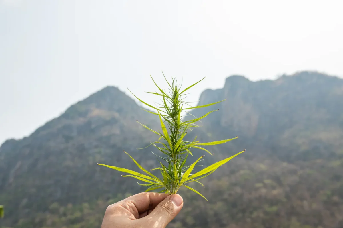 Hand holding a fresh cannabis cutting in front of a mountain backdrop, illustrating a stem selected for cloning cannabis outdoors.