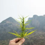 Cloning Cannabis: Step-by-Step Guide to Creating Strong Genetic Copies