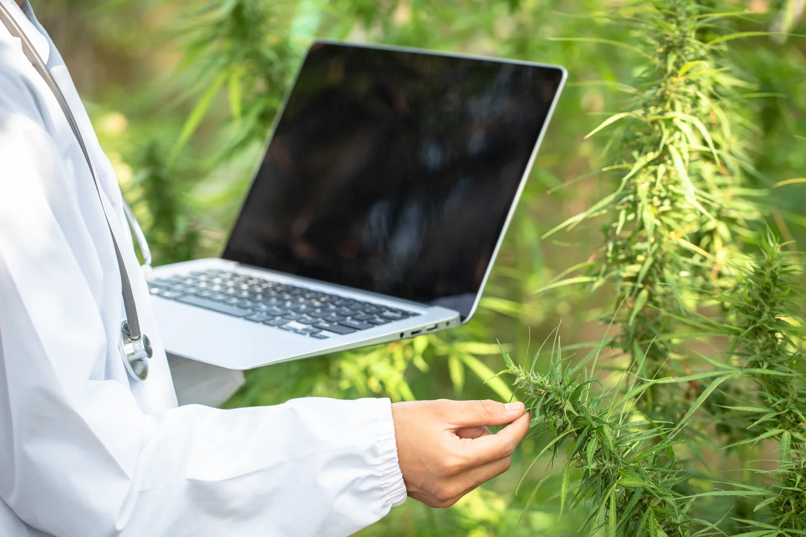 Scientist in a white coat holding a cannabis plant and using a laptop outdoors, gathering data for cannabis marketing and cultivation insights.
