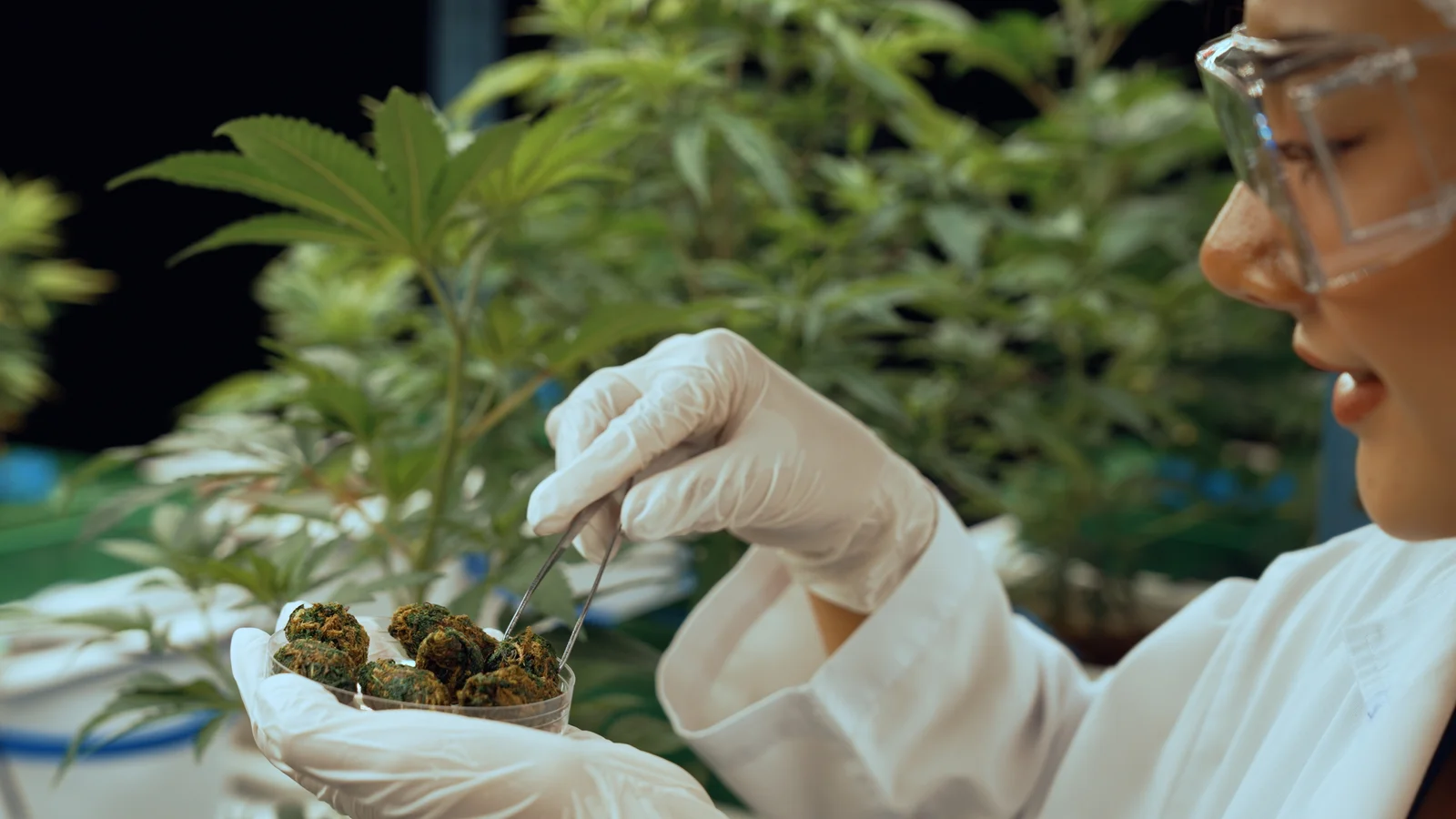 Scientist in protective gloves and goggles examines cannabis buds with tweezers in a laboratory, showcasing cannabis growing supplies for research and testing.