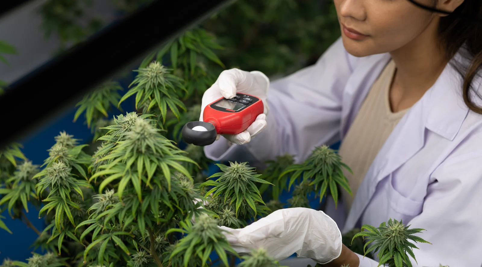 A scientist testing cannabis plants with a lux meter in a lab, illustrating research on light quality and growth for indica vs sativa strains.