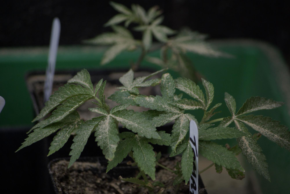 Young cannabis plant being cultivated for medical use under cannabis license in Argentina regulatory requirements