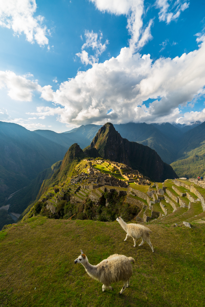 Machu Picchu ancient ruins with llamas grazing in foreground, showcasing Peru's agricultural landscape ideal for those learning how to get a cannabis license in Peru