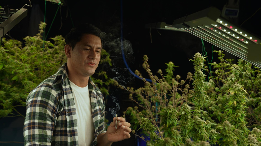 Licensed cannabis cultivator inspecting medical marijuana plants in Argentina grow facility for cannabis license in Argentina