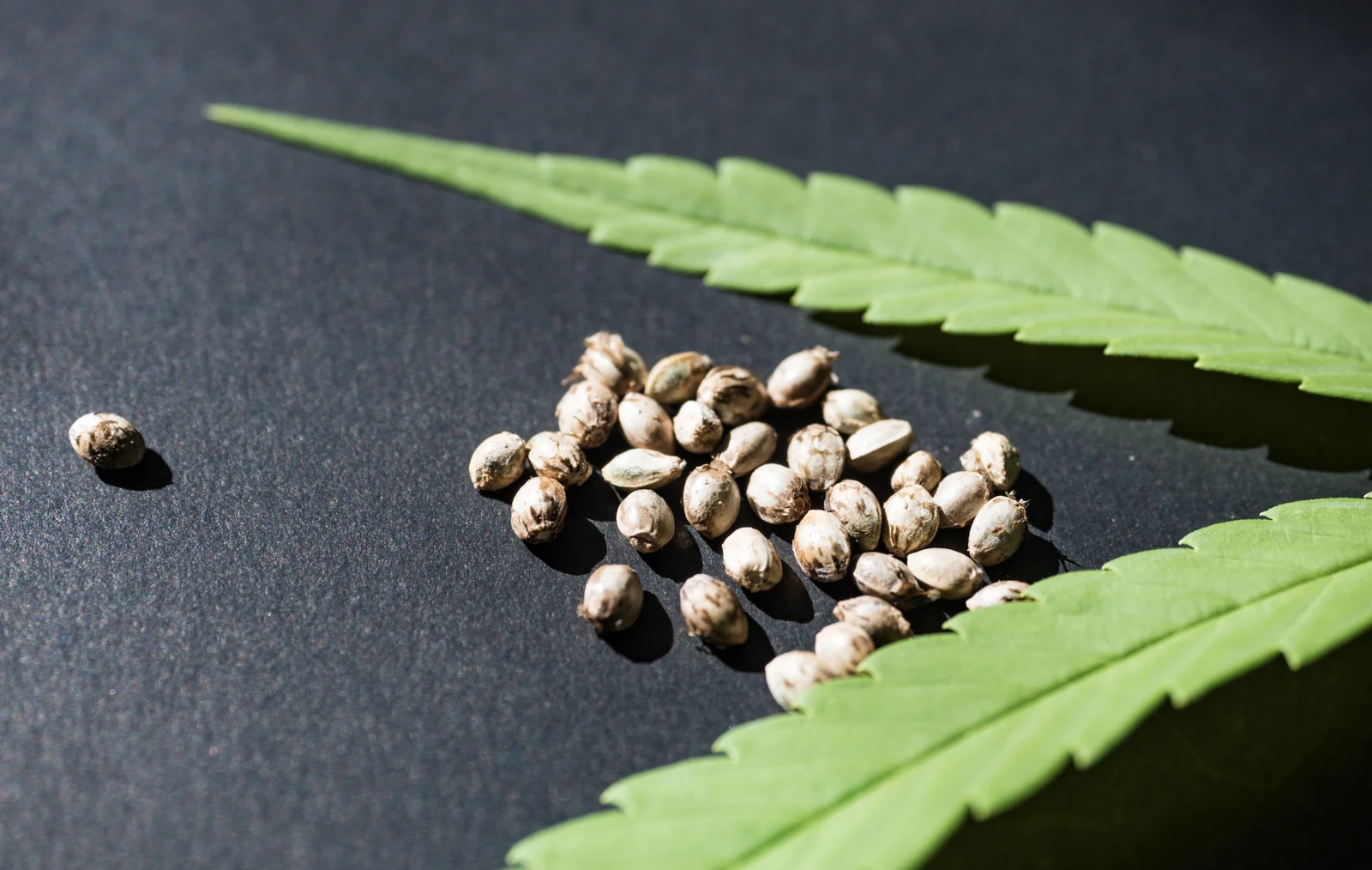 Pile of cannabis seeds placed on a dark surface with green leaves, perfect for a cannabis seeds guide covering germination and cultivation tips.
