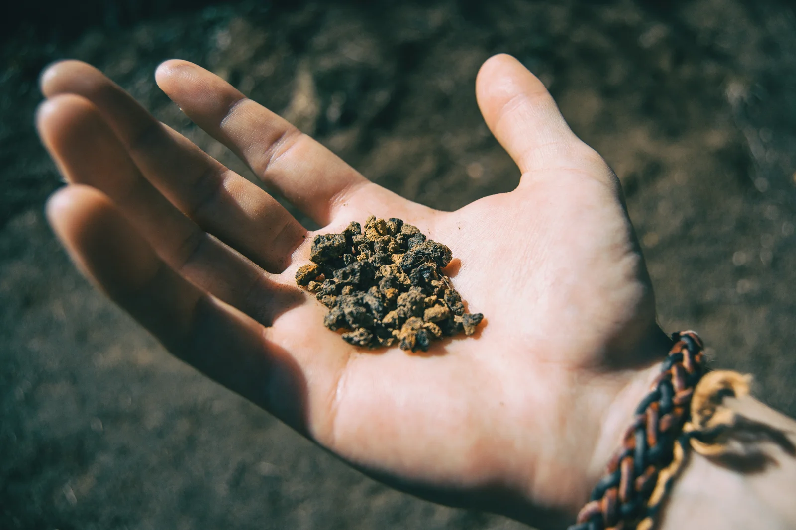 Hand holding cannabis seeds and soil outdoors – Cannabis Seeds Guide to planting and growing healthy crops.