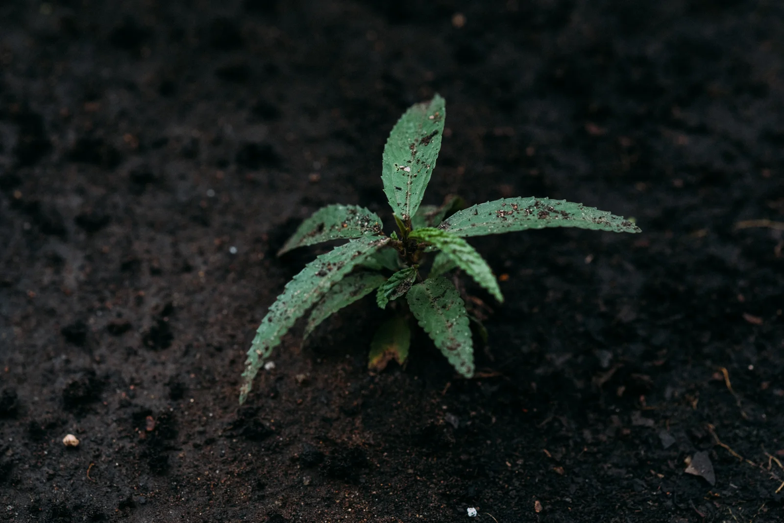 Close-up of a cannabis seedling sprouting in soil, demonstrating how ideal humidity for cannabis seedlings supports strong root and leaf development.