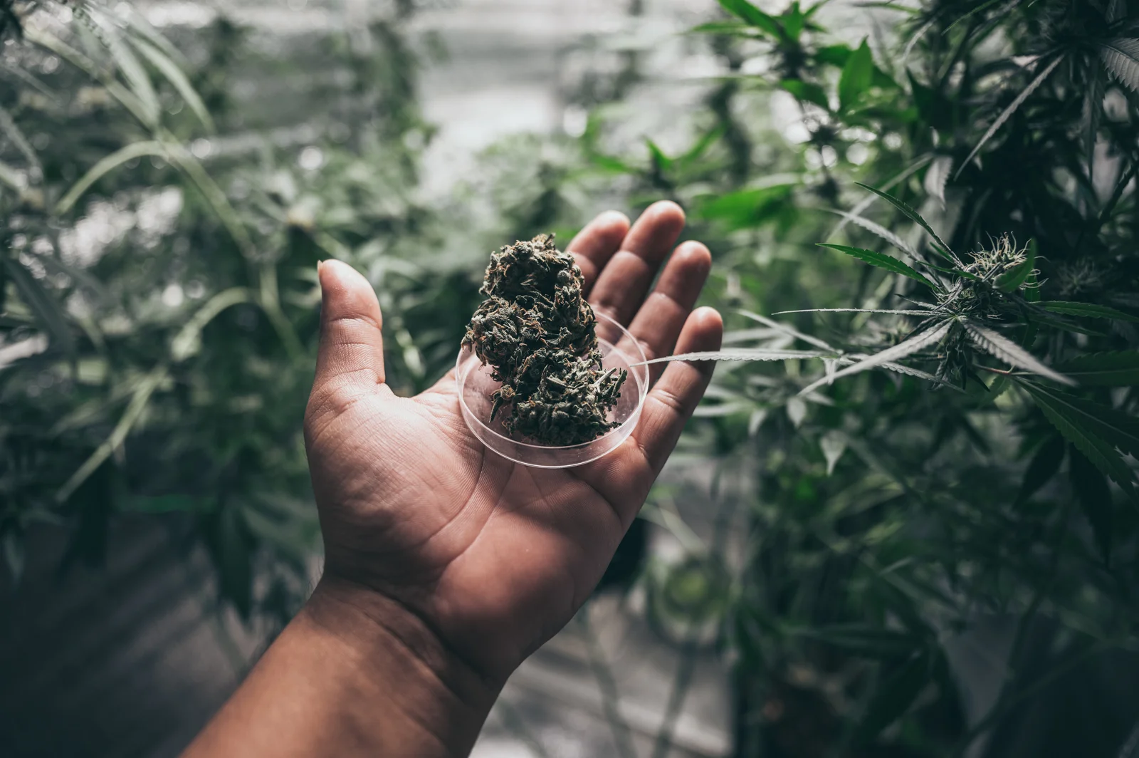 Hand holding a cannabis bud in a greenhouse, highlighting cultivation as the first step in the cannabis supply chain.