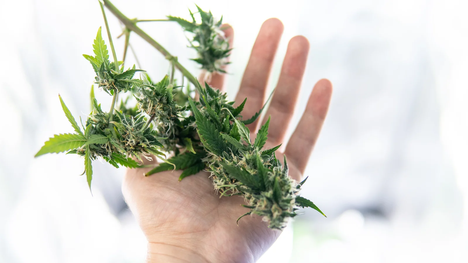 A close-up of a hand holding a fresh cannabis branch with small buds, showcasing developing medical marijuana strains.