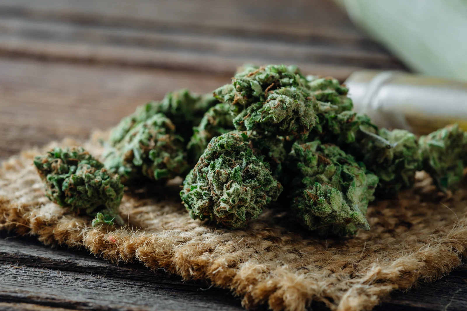 Dried marijuana buds on a rustic surface, highlighting natural options like marijuana for pain relief.