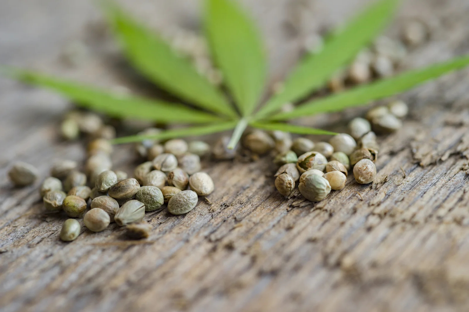 Cannabis seeds scattered on rustic wooden table with green leaf – Cannabis Seeds Guide for cultivation tips and strains.