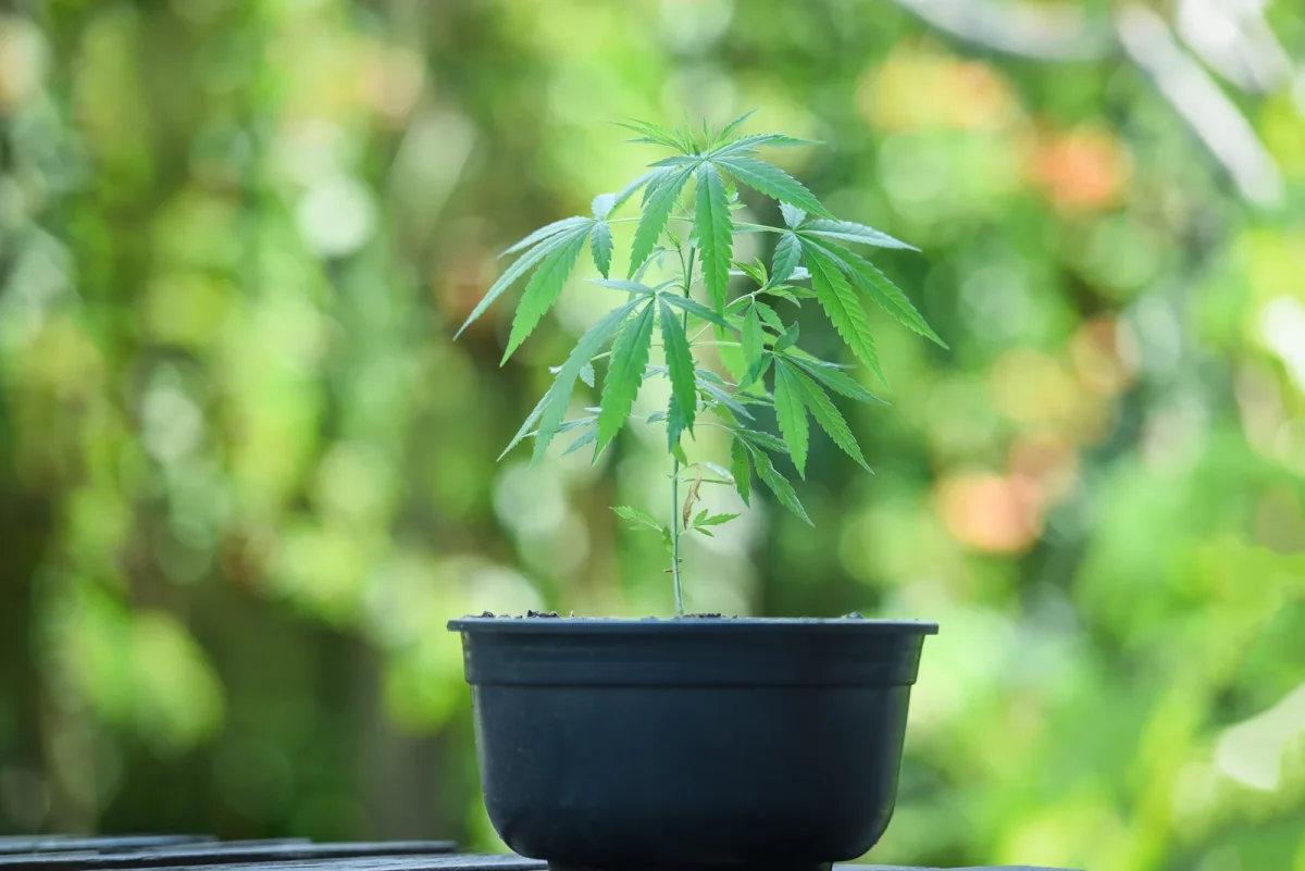 A single cannabis plant growing in a black pot outdoors, representing factors that determine the average cannabis plant yield.