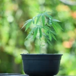 Average Cannabis Plant Yield: What Growers Can Expect and How to Improve It
