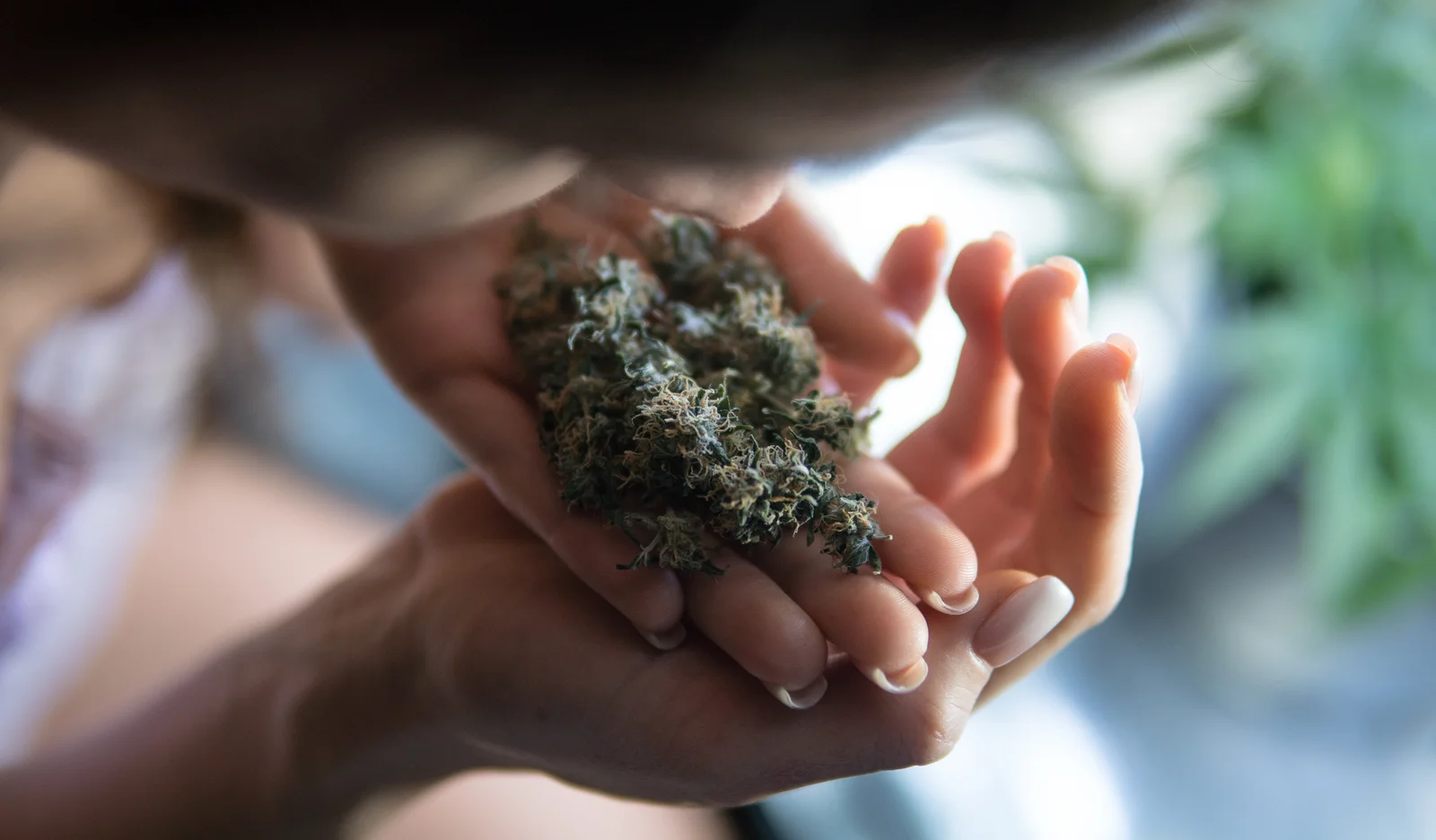 Close-up of a woman smelling dried cannabis buds in her hands, representing the natural benefits of cannabis.