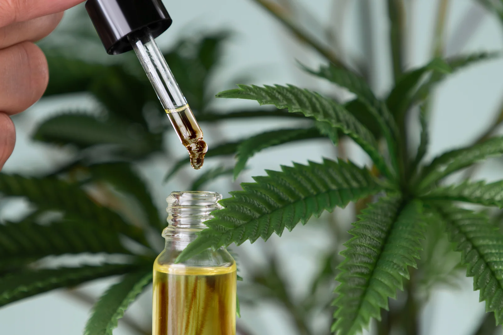 A close-up of a CBD oil dropper with hemp leaves in the background, highlighting the connection between hemp plants and CBD oil benefits.