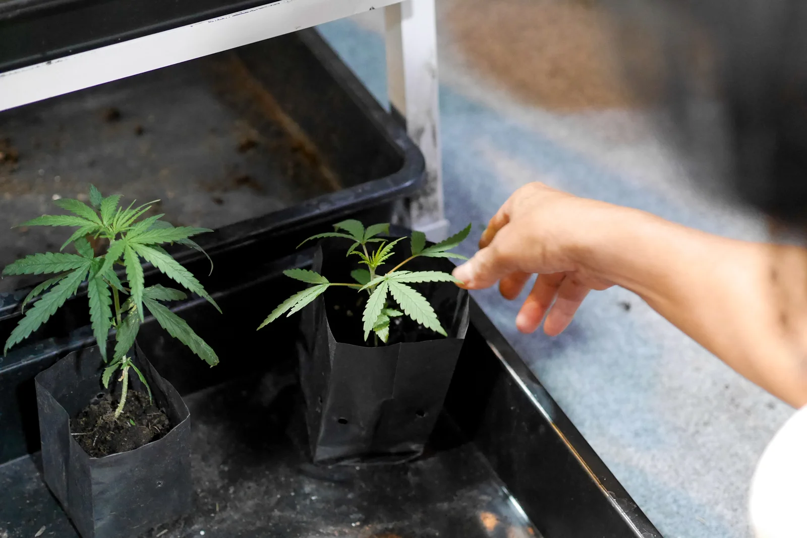 A hand checking cannabis seedlings in small pots, highlighting the role of humidity for cannabis seedlings in healthy early growth.