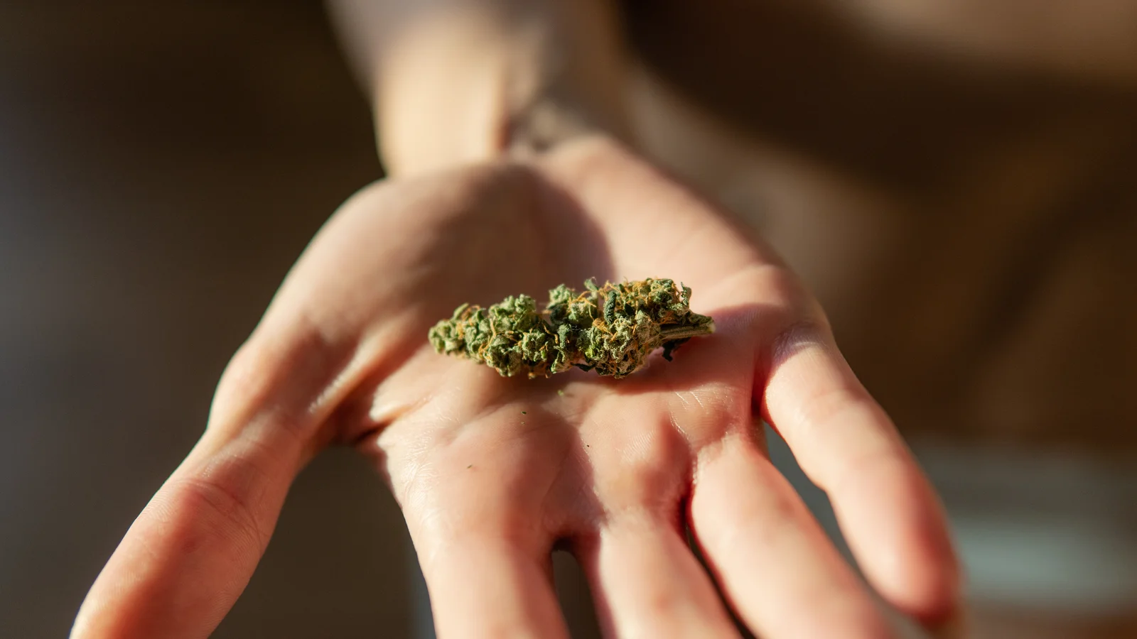 A person holding a marijuana bud in their hand, symbolizing the use of marijuana for pain relief.