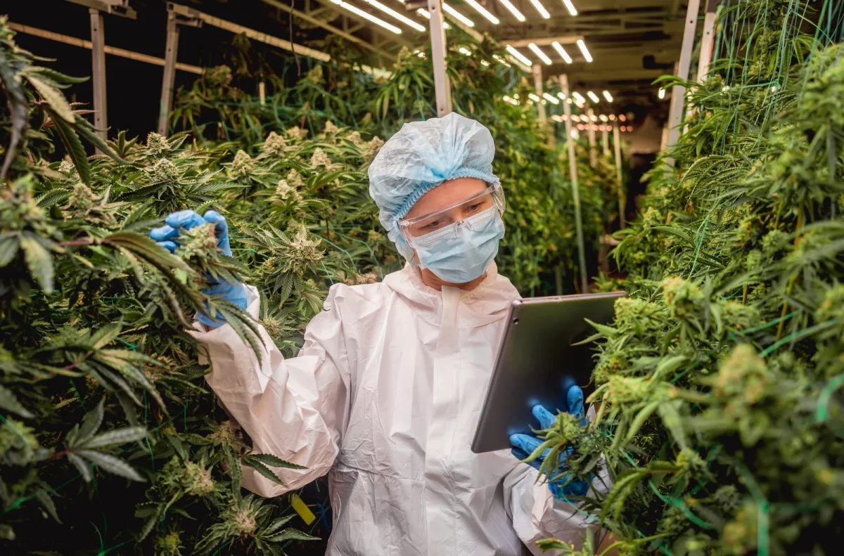 Researcher in protective gear examining cannabis plants with a tablet, showcasing quality control in the cannabis supply chain.
