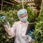 Building a Strong Cannabis Supply Chain: Challenges, Solutions, and Future Trends