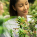 Ripple Effects: Unveiling the Untold Stories Behind Cannabis Legalization Impacts