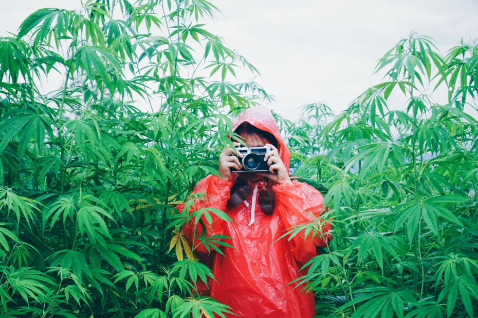 Tourist photographing in vibrant cannabis fields, highlighting immersive Cannabis Tourism Destinations and eco-friendly travel experiences.