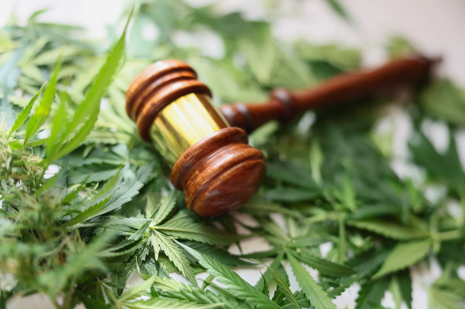 A judge’s gavel resting on cannabis leaves, symbolizing laws, policies, and cannabis legalization impacts on society and the justice system.
