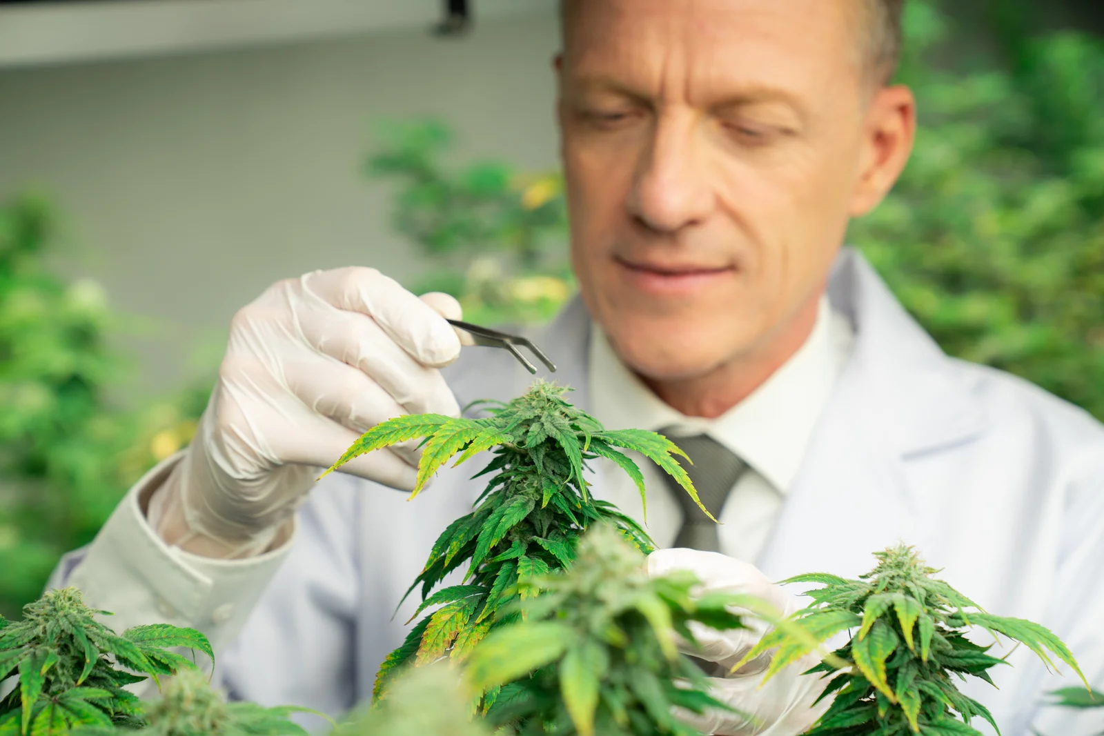 Scientist using tweezers to examine cannabis flower in a lab, supporting safe and legal cannabis distribution.