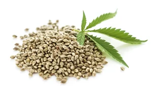 Close-up of hemp seeds with cannabis leaf on white background – Cannabis Seeds Guide for beginners and growers.